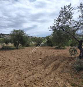 Şahinbey Morcalıda Çok Uygun 5.350M2 Tek Tapu Zeytinlik 23