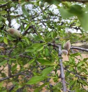 Şahinbey Morcalıda Çok Uygun 5.350M2 Tek Tapu Zeytinlik 22