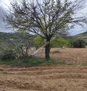 Şahinbey Morcalıda Çok Uygun 5.350M2 Tek Tapu Zeytinlik 14