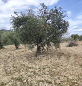 Şahinbey Morcalıda Çok Uygun 5.350M2 Tek Tapu Zeytinlik 25