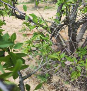 Şahinbey Morcalıda Çok Uygun 5.350M2 Tek Tapu Zeytinlik 18