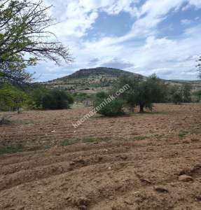 Şahinbey Morcalıda Çok Uygun 5.350M2 Tek Tapu Zeytinlik 31