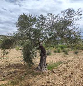 Şahinbey Morcalıda Çok Uygun 5.350M2 Tek Tapu Zeytinlik 19