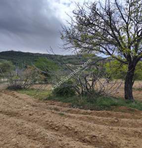 Şahinbey Morcalıda Çok Uygun 5.350M2 Tek Tapu Zeytinlik 21