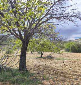 Şahinbey Morcalıda Çok Uygun 5.350M2 Tek Tapu Zeytinlik 32