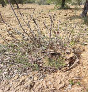 Şahinbey Morcalıda Çok Uygun 5.350M2 Tek Tapu Zeytinlik 34