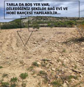 Şahinbey Morcalıda Çok Uygun 5.350M2 Tek Tapu Zeytinlik 10