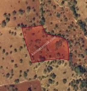 Şehitkamil Yığınlı Da 2.510 M² Tek Tapu Fıstıklık 4