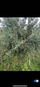 Sarıcalar Köyünde Uygun Fiyatlı Satılık Zeytinlik 3