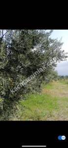 Sarıcalar Köyünde Uygun Fiyatlı Satılık Zeytinlik 4