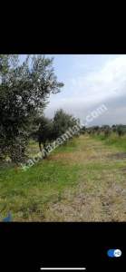 Sarıcalar Köyünde Uygun Fiyatlı Satılık Zeytinlik 1