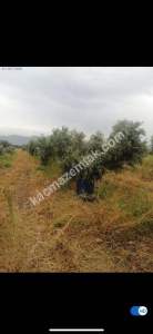 Sarıcalar Köyünde Uygun Fiyatlı Satılık Zeytinlik 5