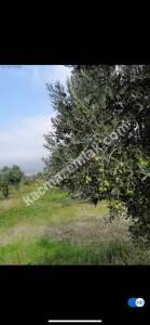 Sarıcalar Köyünde Uygun Fiyatlı Satılık Zeytinlik 2