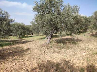 İzmir Bergama Zeytindağ'da Satılık Zeytinli Tarla 15