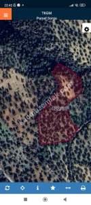 İzmir Bergama Zeytindağ'da Satılık Zeytinli Tarla 3