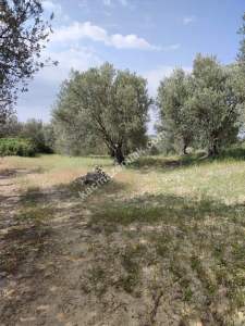 İzmir Bergama Zeytindağ'da Satılık Zeytinli Tarla 10