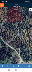 İzmir Bergama Zeytindağ'da Satılık Zeytinli Tarla 17