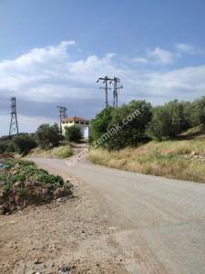 İzmir Bergama Zeytindağ'da Satılık Zeytinli Tarla 2