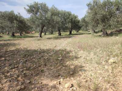 İzmir Bergama Zeytindağ'da Satılık Zeytinli Tarla 5
