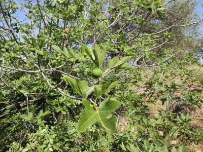 İzmir Bergama Zeytindağ'da Satılık Zeytinli Tarla 12