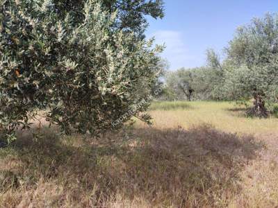 İzmir Bergama Zeytindağ'da Satılık Zeytinli Tarla 7