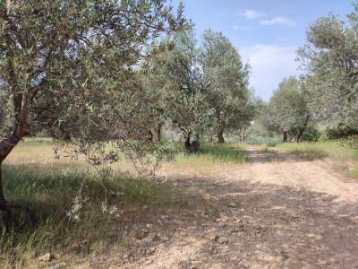 İzmir Bergama Zeytindağ'da Satılık Zeytinli Tarla 13