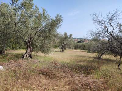 İzmir Bergama Zeytindağ'da Satılık Zeytinli Tarla 14