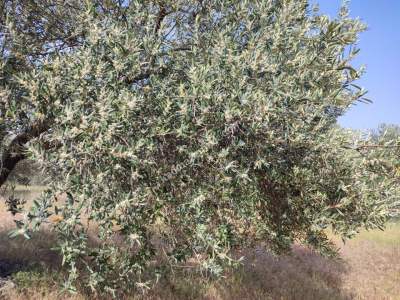 İzmir Bergama Zeytindağ'da Satılık Zeytinli Tarla 6