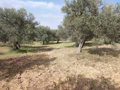 İzmir Bergama Zeytindağ'da Satılık Zeytinli Tarla 4