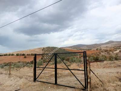 26 Dönüm Zeytinlik,Kaçmaz 4