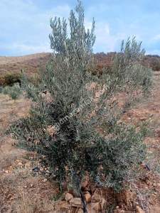 26 Dönüm Zeytinlik,Kaçmaz 10