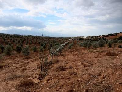 26 Dönüm Zeytinlik,Kaçmaz 26