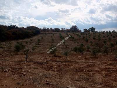 26 Dönüm Zeytinlik,Kaçmaz 25