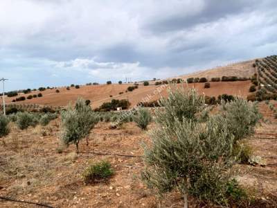 26 Dönüm Zeytinlik,Kaçmaz 5