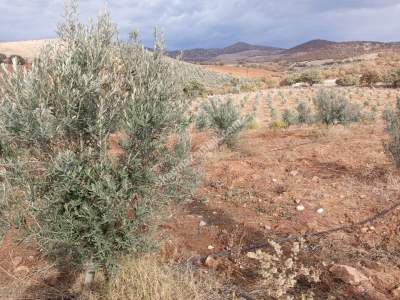 26 Dönüm Zeytinlik,Kaçmaz 19