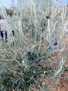 26 Dönüm Zeytinlik,Kaçmaz 22