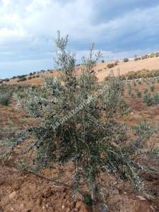 26 Dönüm Zeytinlik,Kaçmaz 13