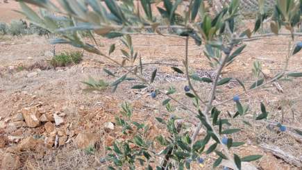 26 Dönüm Zeytinlik,Kaçmaz 35