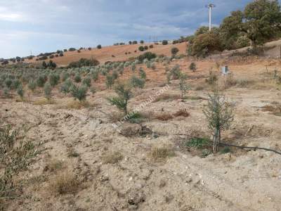 26 Dönüm Zeytinlik,Kaçmaz 29