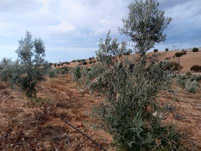 26 Dönüm Zeytinlik,Kaçmaz 14