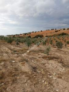 26 Dönüm Zeytinlik,Kaçmaz 30