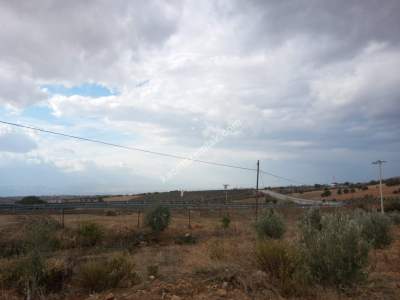 26 Dönüm Zeytinlik,Kaçmaz 7