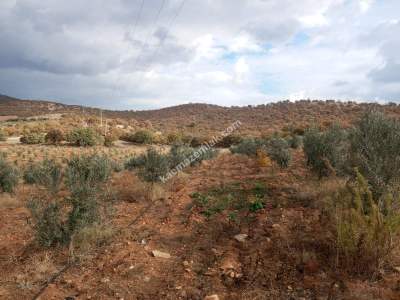 26 Dönüm Zeytinlik,Kaçmaz 18