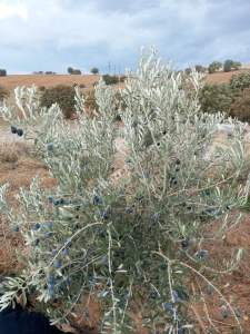 26 Dönüm Zeytinlik,Kaçmaz 23