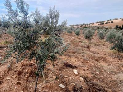 26 Dönüm Zeytinlik,Kaçmaz 11