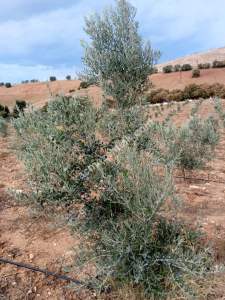 26 Dönüm Zeytinlik,Kaçmaz 16