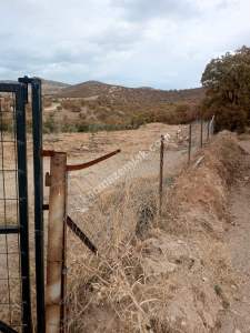 26 Dönüm Zeytinlik,Kaçmaz 6