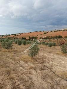 26 Dönüm Zeytinlik,Kaçmaz 31