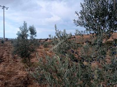 26 Dönüm Zeytinlik,Kaçmaz 15