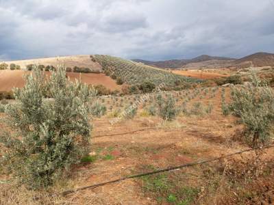 26 Dönüm Zeytinlik,Kaçmaz 17